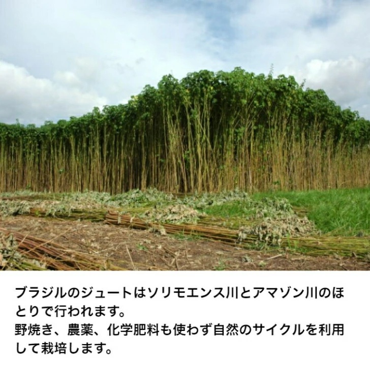 ジュートの栽培の様子